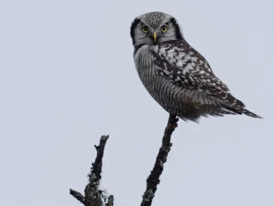 Silent Wings and Ancient Eyes