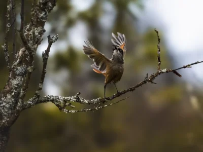 The Siberian Jay Unfolds Its Quiet Dance
